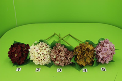 Uk Hortenzie mix - velkoobchod, dovoz květin, řezané květiny Brno
