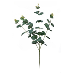 UK Eucalypt větev 60 cm - velkoobchod, dovoz květin, řezané květiny Brno