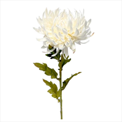 UK Chryzantema x1 60cm CREAM - velkoobchod, dovoz květin, řezané květiny Brno