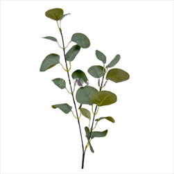 UK Eukalypt x2 60cm - velkoobchod, dovoz květin, řezané květiny Brno