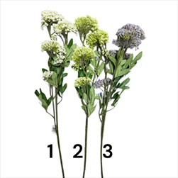 UK Kopr větev 70 cm mix barev - velkoobchod, dovoz květin, řezané květiny Brno