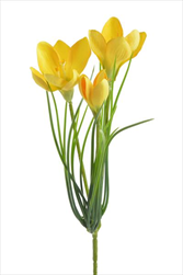 UK Krokus žlutý - velkoobchod, dovoz květin, řezané květiny Brno