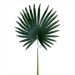 Uk list palma 75cm Washington - velkoobchod, dovoz květin, řezané květiny Brno