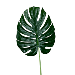 UK List Monstera 50cm - velkoobchod, dovoz květin, řezané květiny Brno