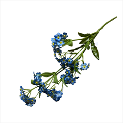 UK Pomněnka 40cm - velkoobchod, dovoz květin, řezané květiny Brno