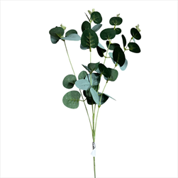 Uk eucalyptus větev 60 cm zelená - velkoobchod, dovoz květin, řezané květiny Brno