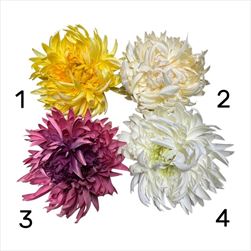 UK Květ chryzantéma 17cm - velkoobchod, dovoz květin, řezané květiny Brno