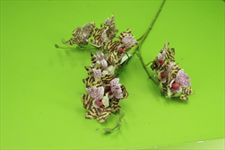 Uk Orchidea 82,5cm fialová - velkoobchod, dovoz květin, řezané květiny Brno