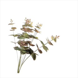 Uk Eucalyptus 46cm zelený - velkoobchod, dovoz květin, řezané květiny Brno