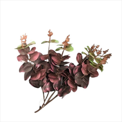 Uk Eucalyptus 46cm tmavě fialový - velkoobchod, dovoz květin, řezané květiny Brno