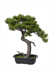 Uk bonsai 40x30x40cm - velkoobchod, dovoz květin, řezané květiny Brno