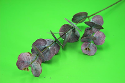 Uk eukalyptus X2/75cm fialový - velkoobchod, dovoz květin, řezané květiny Brno