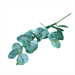 Uk eukalyptus X2/75cm zelený - velkoobchod, dovoz květin, řezané květiny Brno