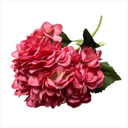 Uk hortenzie 57,5 cm starorůžová - velkoobchod, dovoz květin, řezané květiny Brno