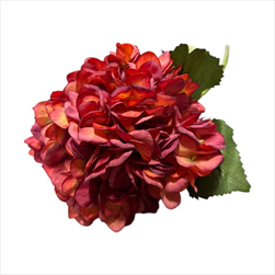 Uk hortenzie 57,5 cm rezavá - velkoobchod, dovoz květin, řezané květiny Brno