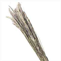 Su Piumeta 100g natur - velkoobchod, dovoz květin, řezané květiny Brno