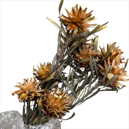 Su Plumosum Green 150 g - velkoobchod, dovoz květin, řezané květiny Brno