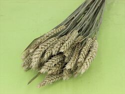 Su triticum NATUR 100g - velkoobchod, dovoz květin, řezané květiny Brno