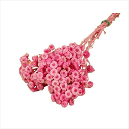 Su Immortelle X20g FUXIA - velkoobchod, dovoz květin, řezané květiny Brno