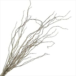 SU Salix lungo X10 slavato - velkoobchod, dovoz květin, řezané květiny Brno