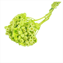 Su Immortelle X20g LIGHT ZELENÁ - velkoobchod, dovoz květin, řezané květiny Brno