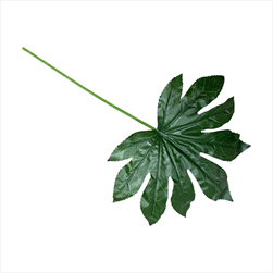 Uk List Dieffenbachia 28 cm  - velkoobchod, dovoz květin, řezané květiny Brno