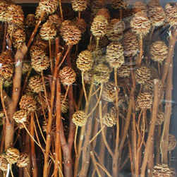 STRICTUM 5+ CREAM TRAY (50PC) - velkoobchod, dovoz květin, řezané květiny Brno