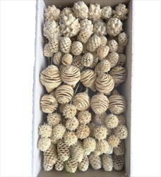 SORTIMENT ON WIRE BLEACHED TRAY ( 100 PC ) - velkoobchod, dovoz květin, řezané květiny Brno