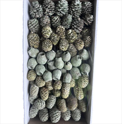 SORTIMENT ON WIRE FROSTED LIME TRAY ( 100 PC ) - velkoobchod, dovoz květin, řezané květiny Brno