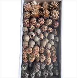 SORTIMENT ON WIRE NATURAL TRAY ( 100 PC ) - velkoobchod, dovoz květin, řezané květiny Brno