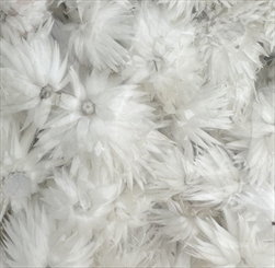 CAPBLUMEN LOOSE NATURAL POLY BAG ( 100 g ) - velkoobchod, dovoz květin, řezané květiny Brno