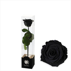 Stabilizovaná růže na stonku 30cm černá - velkoobchod, dovoz květin, řezané květiny Brno