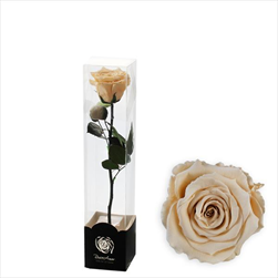 Stabilizovaná růže na stonku 30cm šampáň - velkoobchod, dovoz květin, řezané květiny Brno