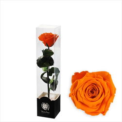 Stabilizovaná růže na stonku 30cm oranžová - velkoobchod, dovoz květin, řezané květiny Brno