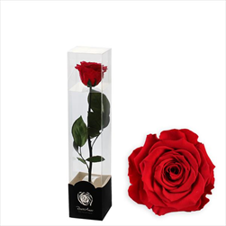 Stabilizovaná růže na stonku 30cm fuchsia - velkoobchod, dovoz květin, řezané květiny Brno