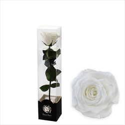 Stabilizovaná růže na stonku 30cm bílá - velkoobchod, dovoz květin, řezané květiny Brno
