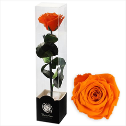 Stabilizovaná růže na stonku 60cm oranžová - velkoobchod, dovoz květin, řezané květiny Brno