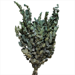 PRESERVED EUCALYPTUS BABY BLUE FOLIAGE ABSORBTION GREEN SLEEVE ( 150 g ) - velkoobchod, dovoz květin, řezané květiny Brno