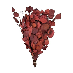 PRESERVED EUCALYPTUS POPULUS ROUND LEAF FOLIAGE ABSORBTION RED SLEEVE ( 150 g ) - velkoobchod, dovoz květin, řezané květiny Brno