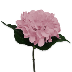 Hortenzie textil 16/33cm růžová - velkoobchod, dovoz květin, řezané květiny Brno