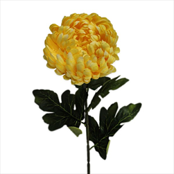 Chryzanthéma textil 75cm žlutá - velkoobchod, dovoz květin, řezané květiny Brno