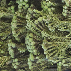 ALBIFLORA  FROSTED LIME TRAY ( 50 PC ) - velkoobchod, dovoz květin, řezané květiny Brno