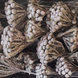 ALBIFLORA  FROSTED ROSE TRAY ( 50 PC ) - velkoobchod, dovoz květin, řezané květiny Brno