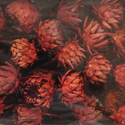 ARTICHOKE FLOWER SMALL DIP DYED MAROON TRAY ( 50 PC ) - velkoobchod, dovoz květin, řezané květiny Brno