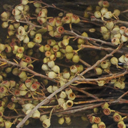 AMBERNUTS BRANCH NATURAL TRAY ( 50 PC ) - velkoobchod, dovoz květin, řezané květiny Brno