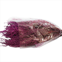 STOEBE  DIP DYED ERIKA SLEEVE ( 150 g ) - velkoobchod, dovoz květin, řezané květiny Brno