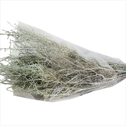 STOEBE  FROSTED SPRING SLEEVE ( 150 g ) - velkoobchod, dovoz květin, řezané květiny Brno