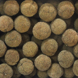 PLATANUS LOOSE NATURAL TRAY ( 1 kg ) - velkoobchod, dovoz květin, řezané květiny Brno