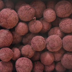 PLATANUS LOOSE RUBY TRAY ( 1 kg ) - velkoobchod, dovoz květin, řezané květiny Brno