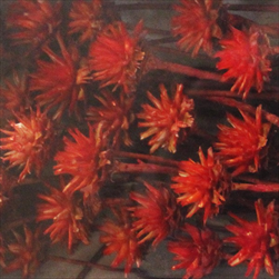 PLUMOSUM I DIP DYED RED TRAY ( 50 PC ) - velkoobchod, dovoz květin, řezané květiny Brno